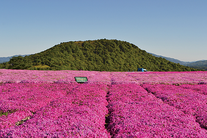東海近郊 絶景のお花畑スポット26選 名所の見頃情報も 21 じゃらんニュース