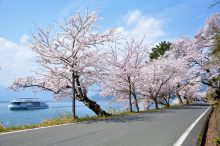 【関西近郊】春の絶景ドライブコース8選！桜やネモフィラ、菜の花畑を見に行こう＜20…
