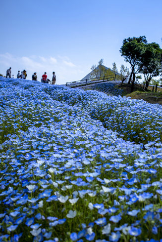西日本】ネモフィラ名所おすすめ16選！美しすぎる青い花絶景に感動