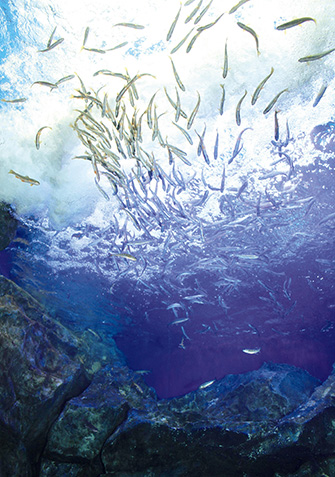 北の大地の水族館