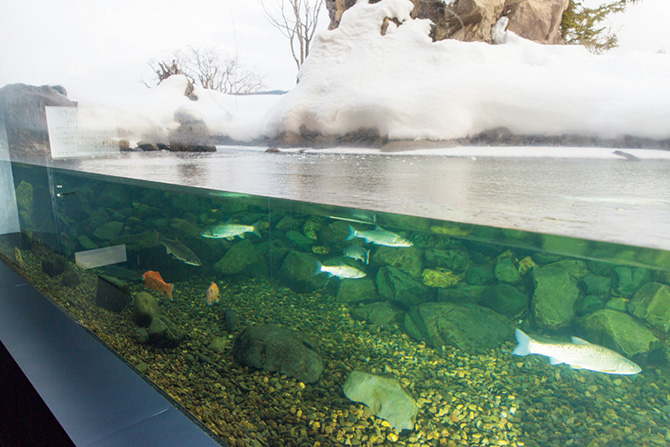 北の大地の水族館