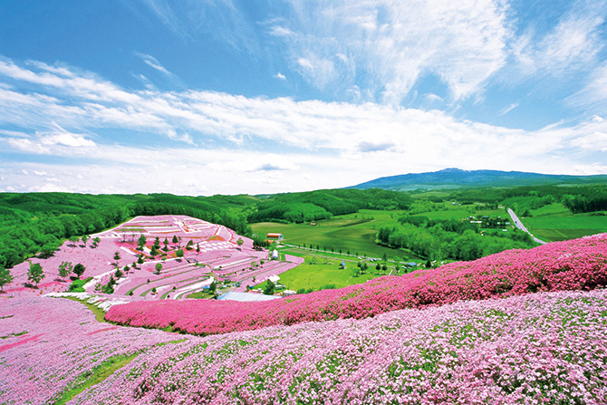 ひがしもこと芝桜公園