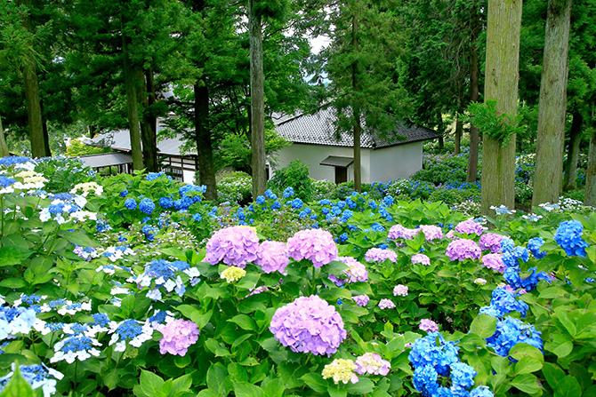 21 全国の あじさい寺 17選 見頃もチェック 有名な鎌倉や京都の名所も じゃらんニュース