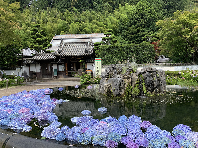 21 京都 大阪のあじさい名所9選 見頃情報も あじさい寺の絶景は必見 じゃらんニュース 21 京都 大阪のあじさい名所9選 見頃情報も あじさい寺の絶景は必見 じゃらんニュース