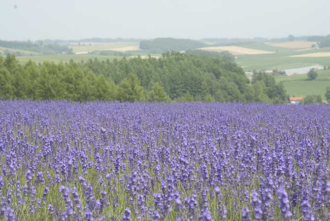 全国 初夏の絶景 ラベンダー畑 24選 紫色のじゅうたんの花と香りに癒されて じゃらんニュース