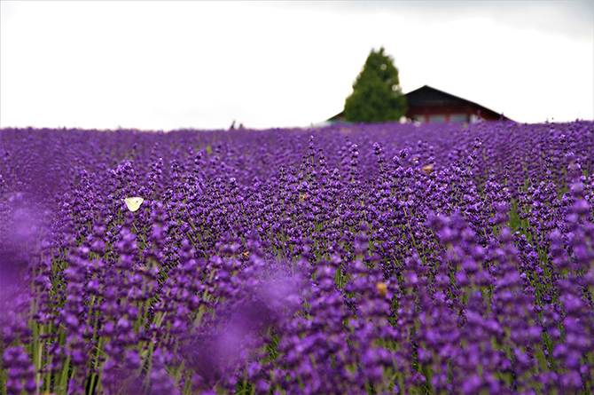 全国 初夏の絶景 ラベンダー畑 24選 紫色のじゅうたんの花と香りに癒されて じゃらんニュース