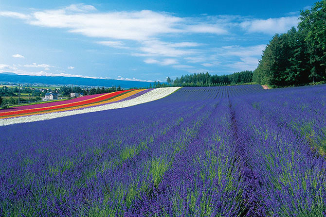 全国 初夏の絶景 ラベンダー畑 24選 紫色のじゅうたんの花と香りに癒されて じゃらんニュース