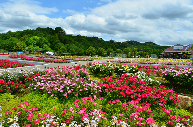 （画像提供：花フェスタ記念公園）