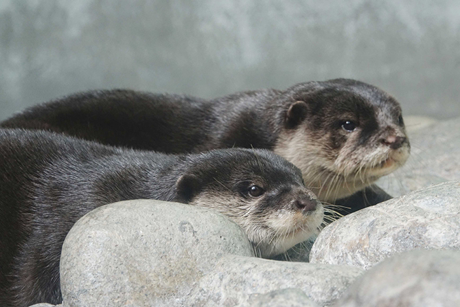 （画像提供：世界淡水魚園水族館　アクア・トト ぎふ）