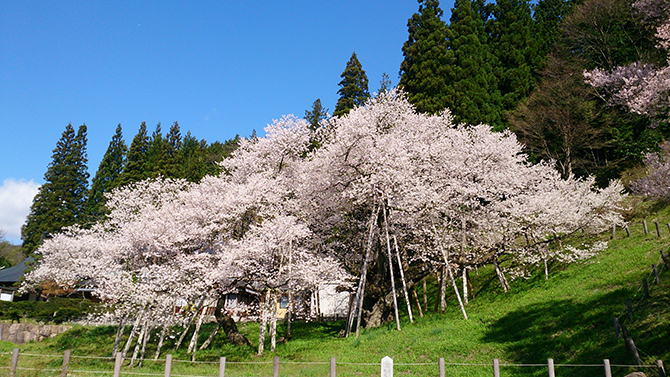 （画像提供：臥龍桜）