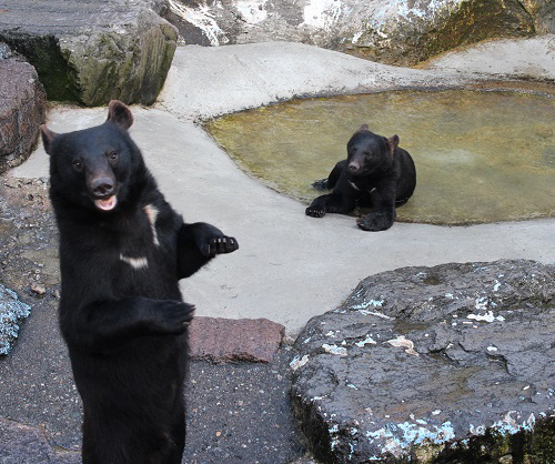 （画像提供：奥飛騨クマ牧場）