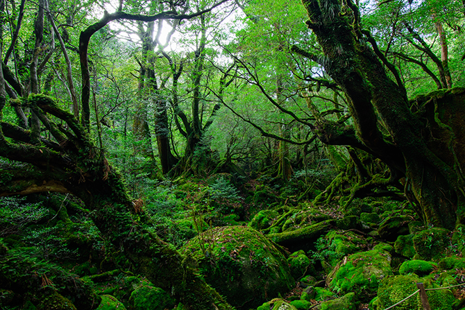 屋久島