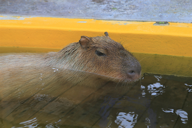 (画像提供:神戸市立須磨海浜水族園)