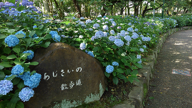 22 愛知のあじさいの名所 イベント7選 あじさい寺の絶景を紹介 見頃情報も じゃらんニュース