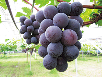 ヤマサファーム