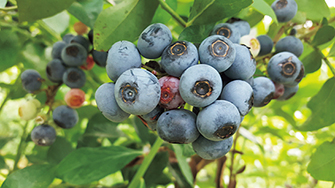 ハッピーベリー農園