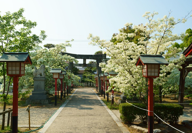 岡湊神社 なんじゃもんじゃの杜
