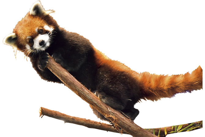 伊豆シャボテン動物公園