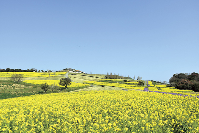 兵庫県立公園 あわじ花さじき