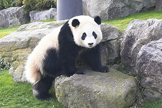 アドベンチャーワールド