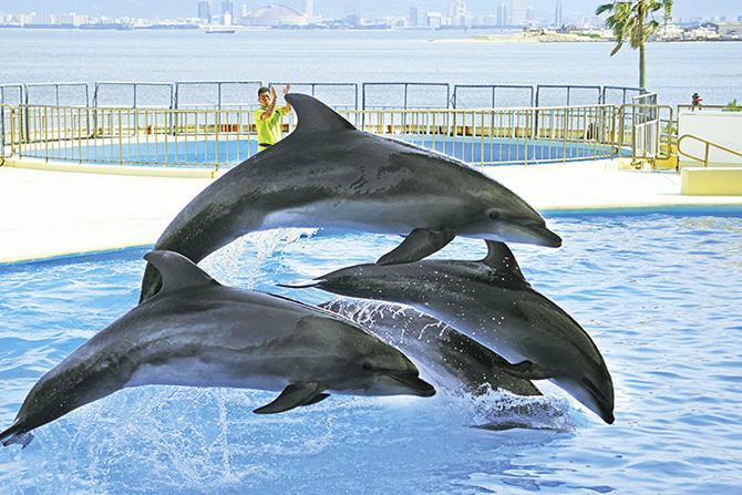 マリンワールド 海の中道