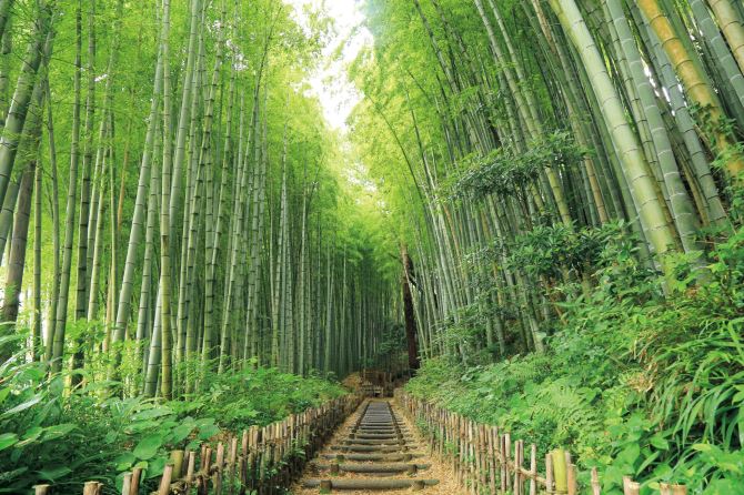 サムライ坂の古径 ひよどり坂