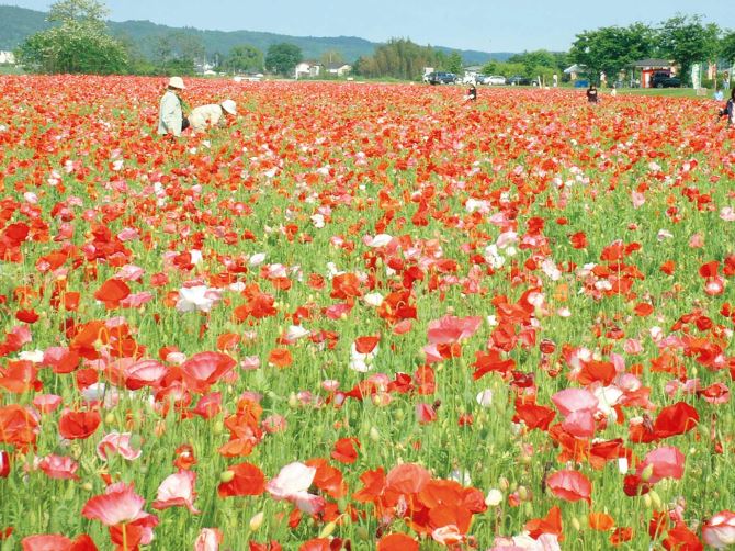 早乙女荒川河川敷 ポピー畑