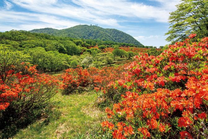 赤城白樺牧場