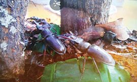 四季の山荘「求菩提」(求菩提キャンプ場)