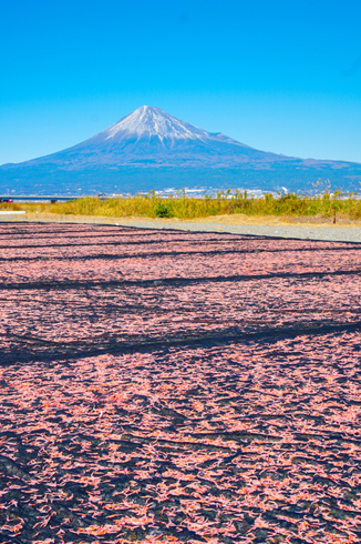 桜えび天日干し場