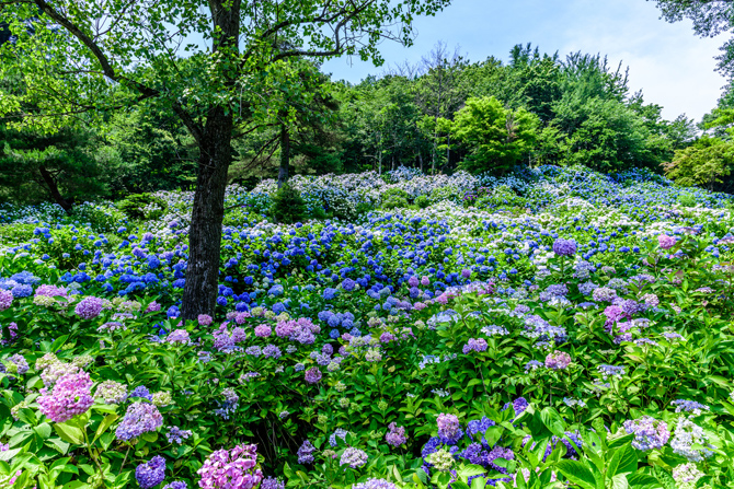舞鶴自然文化園
