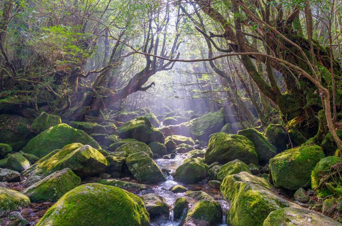 一度は行きたい離島「屋久島」楽しみ方ガイド!観光名所やグルメも紹介<鹿児島・2021>