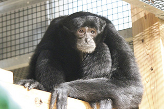 秋田市大森山動物園 ~あきぎん オモリンの森~