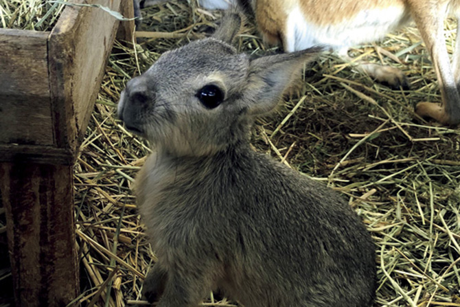 岩手サファリパーク
