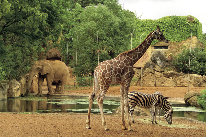 八木山動物公園フジサキの杜