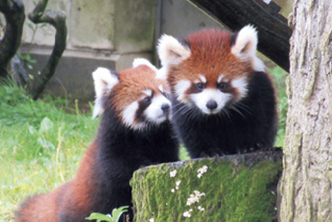 八木山動物公園フジサキの杜