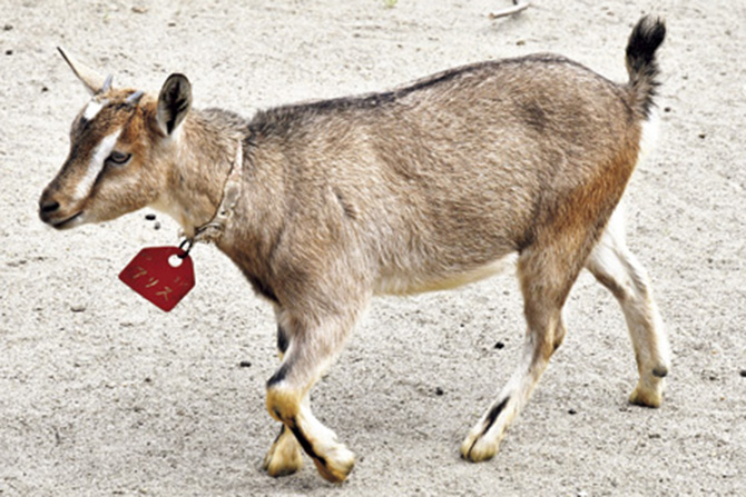 八木山動物公園フジサキの杜