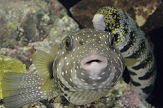 久慈の海の水族館 もぐらんぴあ水族館