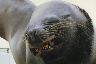 仙台うみの杜水族館