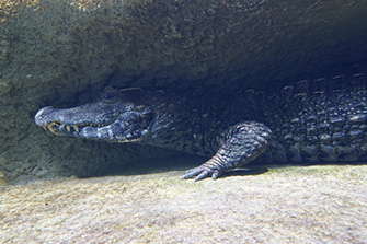 仙台うみの杜水族館