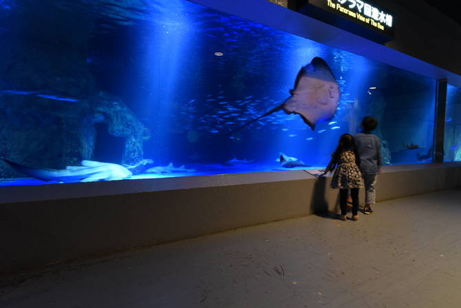 【北海道】おたる水族館の徹底ガイド!