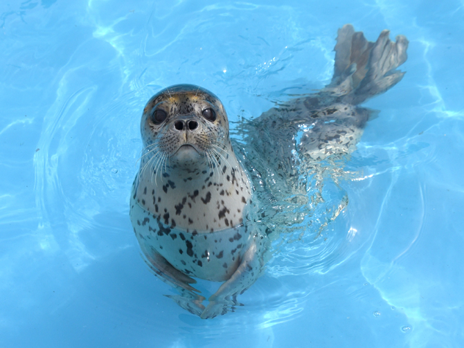 【北海道】おたる水族館の徹底ガイド!