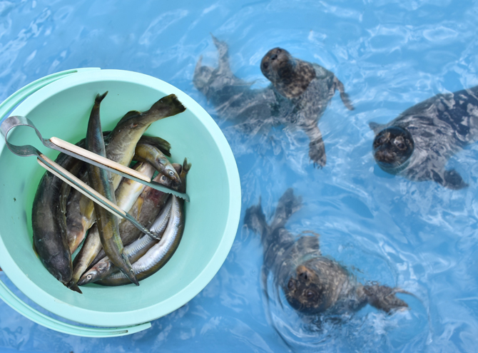 【北海道】おたる水族館の徹底ガイド!