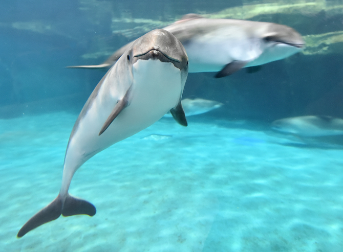 【北海道】おたる水族館の徹底ガイド!