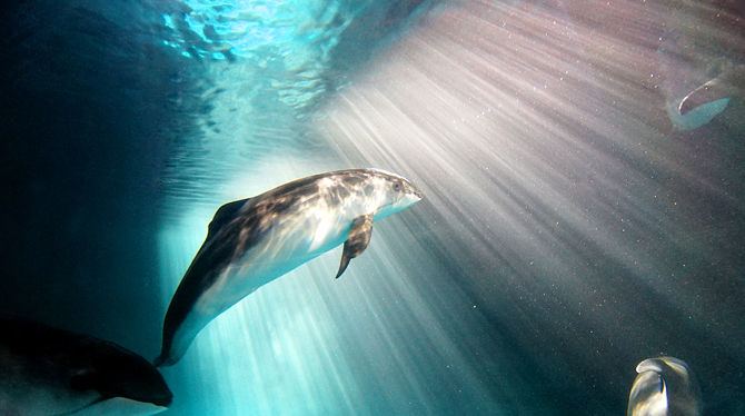 【北海道】おたる水族館の徹底ガイド!