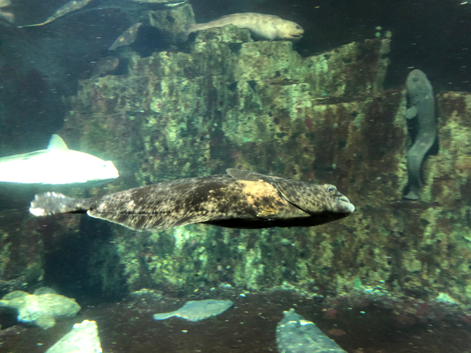【北海道】おたる水族館の徹底ガイド!