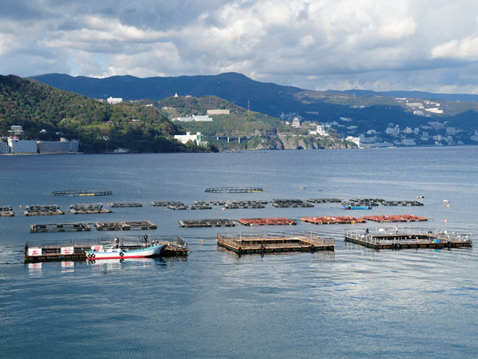 (画像提供:海上釣り堀太公望)