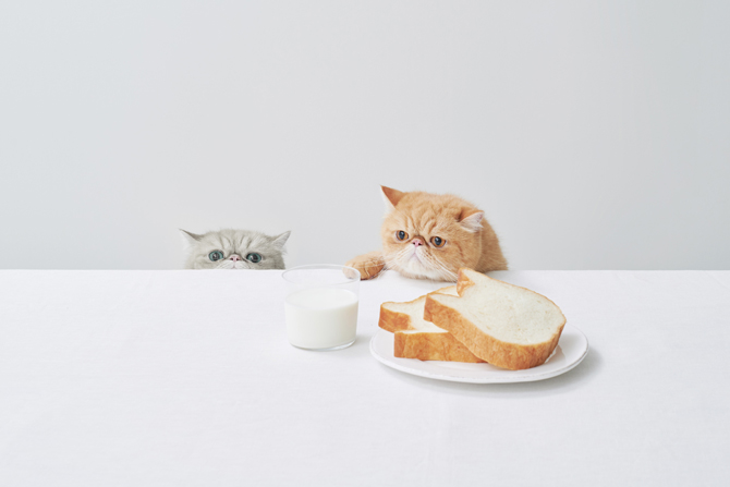 ねこねこ食パン ハートブレッドアンティーク|【福岡】天神・博多のおしゃれなパン屋さん