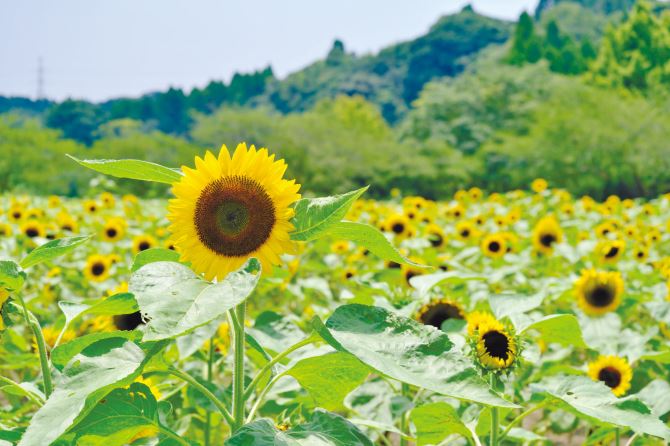 鹿児島市都市農業センター