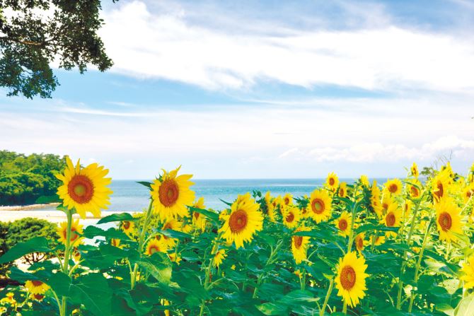 長崎鼻リゾートキャンプ場